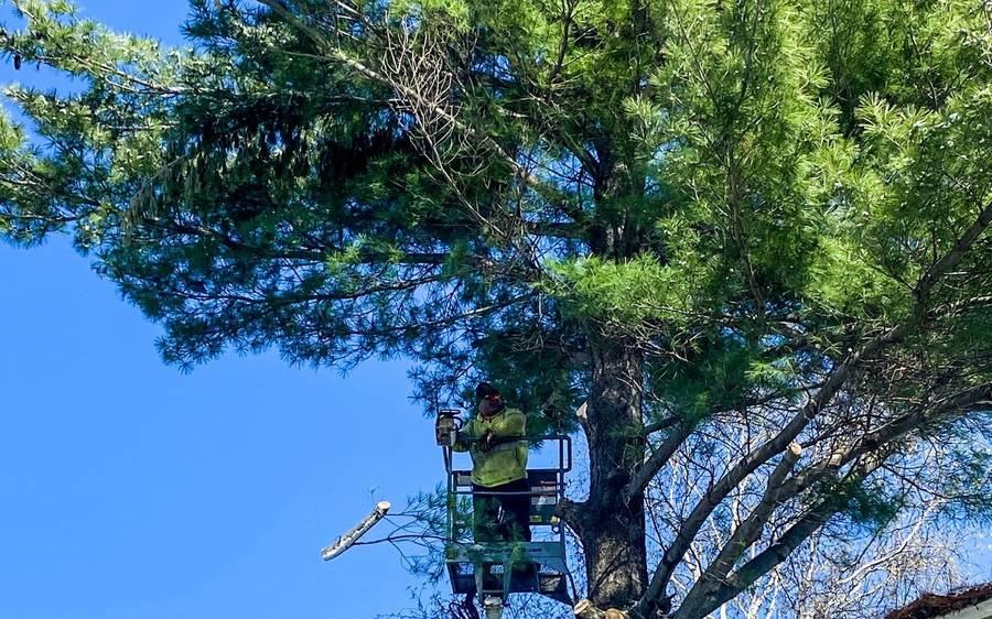 Two Guys USA crew performing tree removal in Green Bay