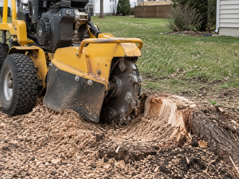 Stump grinder beside a partially ground tree stump
