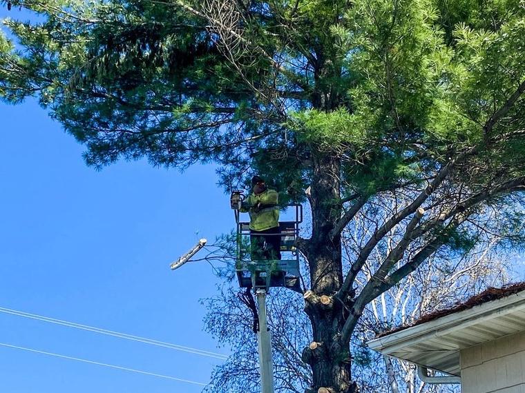 Climber roped into a tall tree during a Two Guys USA removal